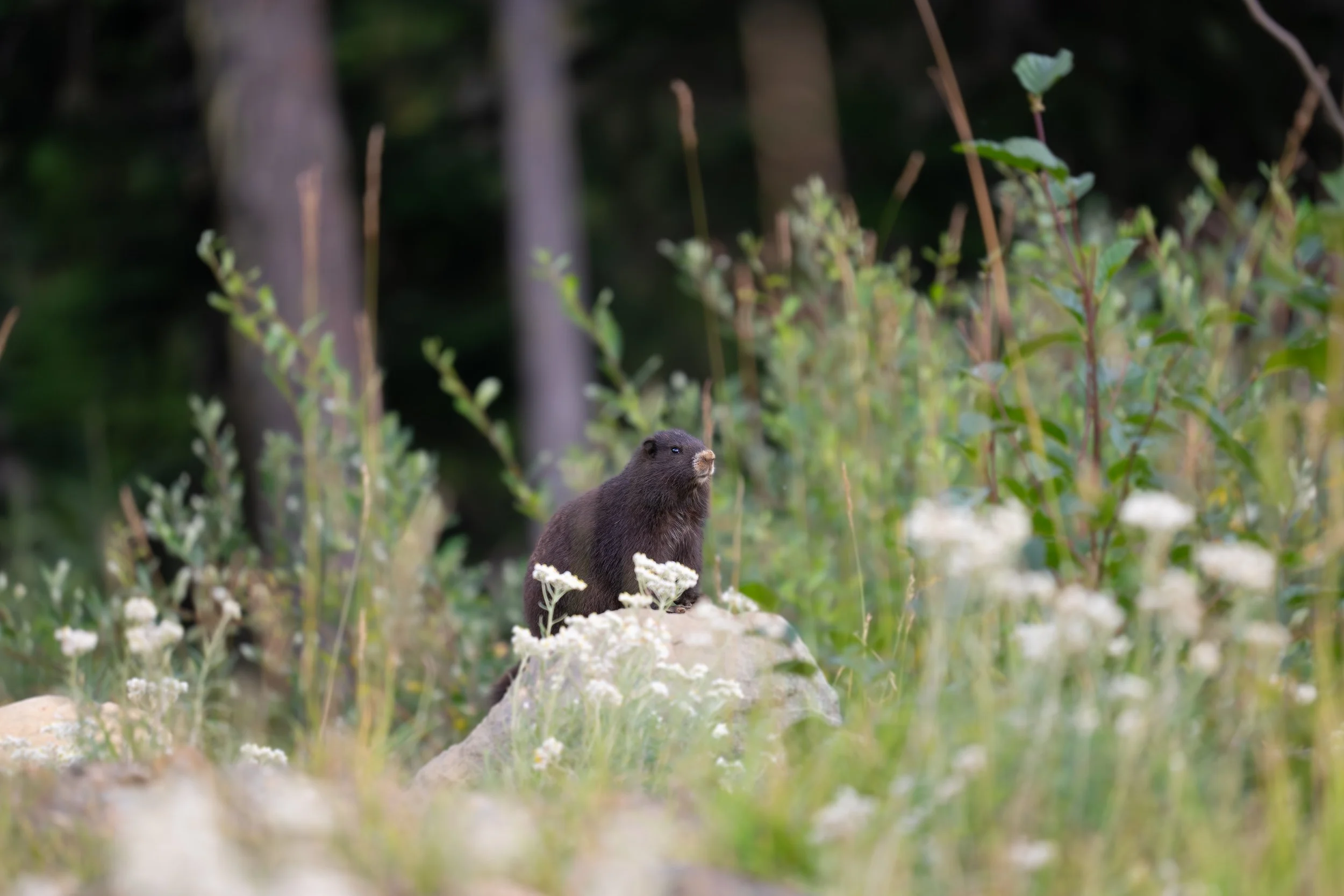 After near extinction, Vancouver Island Marmot population breaks milestone 