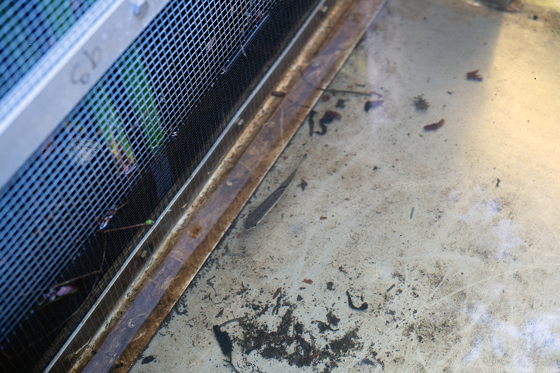 Brooklyn Creek Watershed Society finds a record amount of smolts for 2026