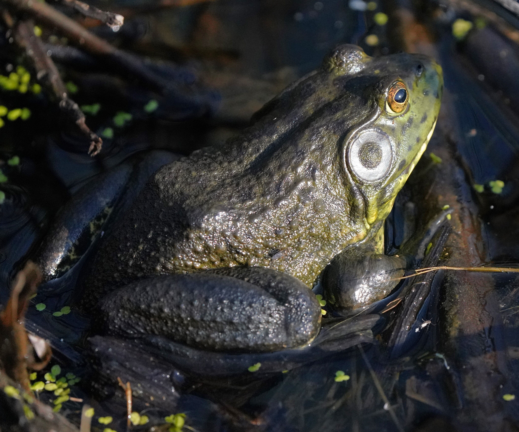 Ribit, working to eliminate invasive bullfrogs in Comox Valley 