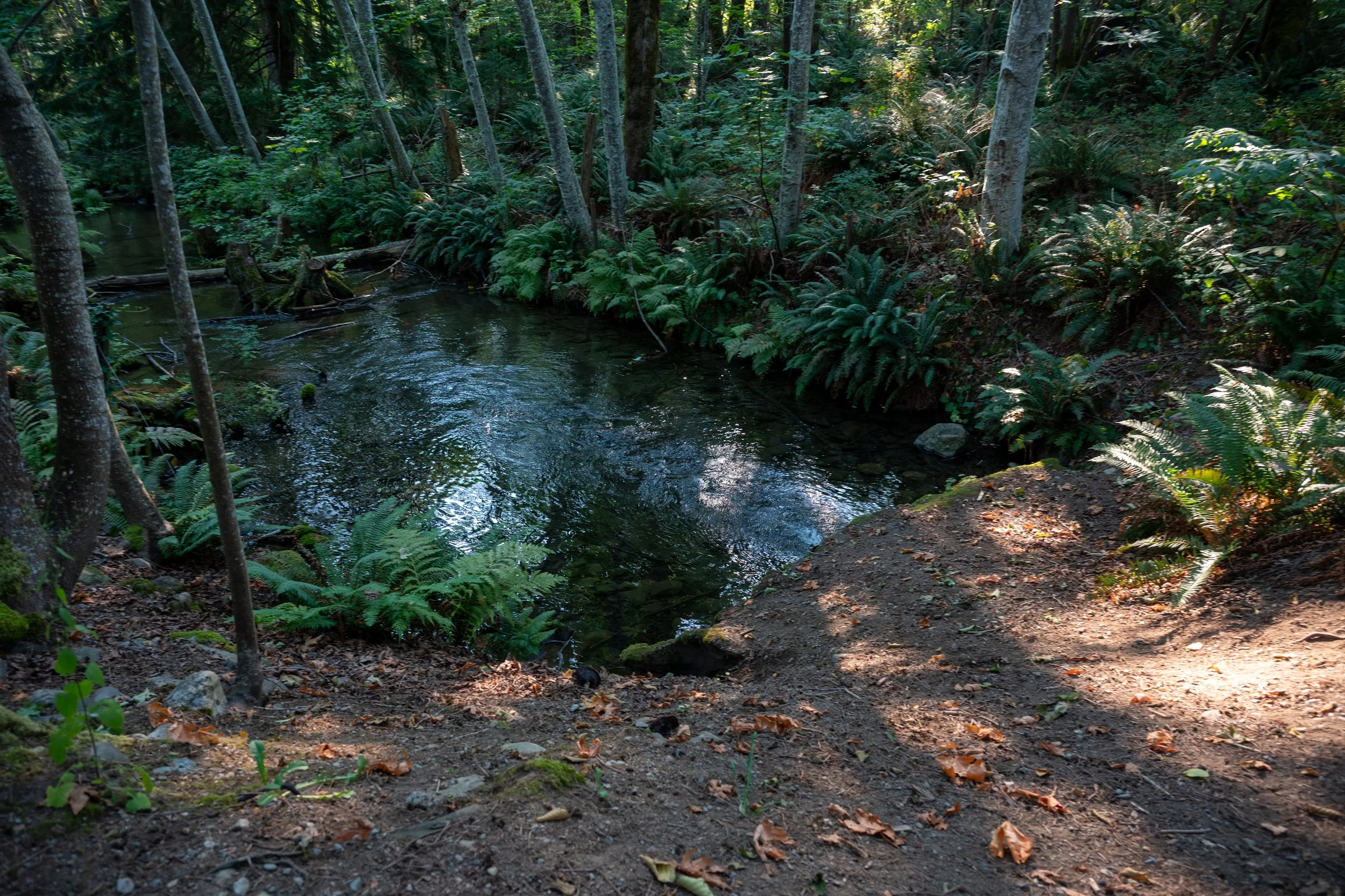 City of Courtenay pauses Bear James Park Trail Project due to community concerns