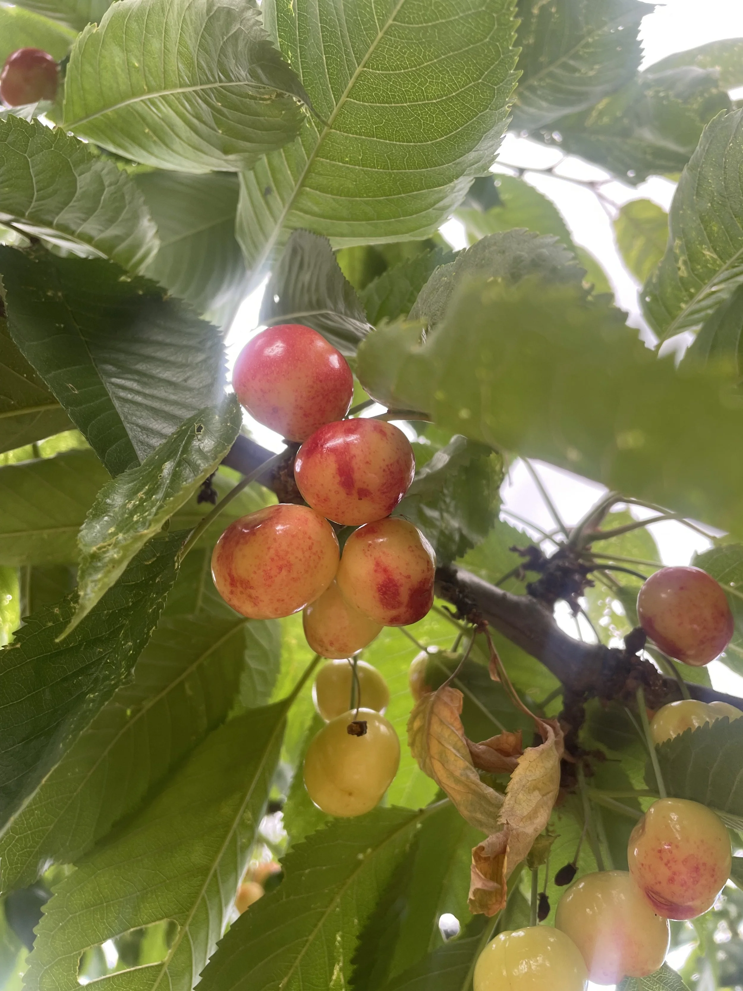 Cherries at Beaufort Park Food Forest