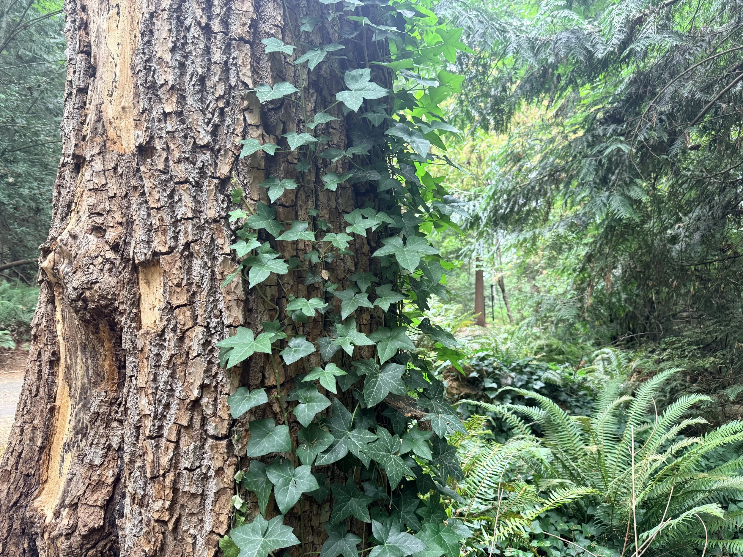 The City of Nanaimo gets to the root of ongoing invasive plants issue with bylaw amendment