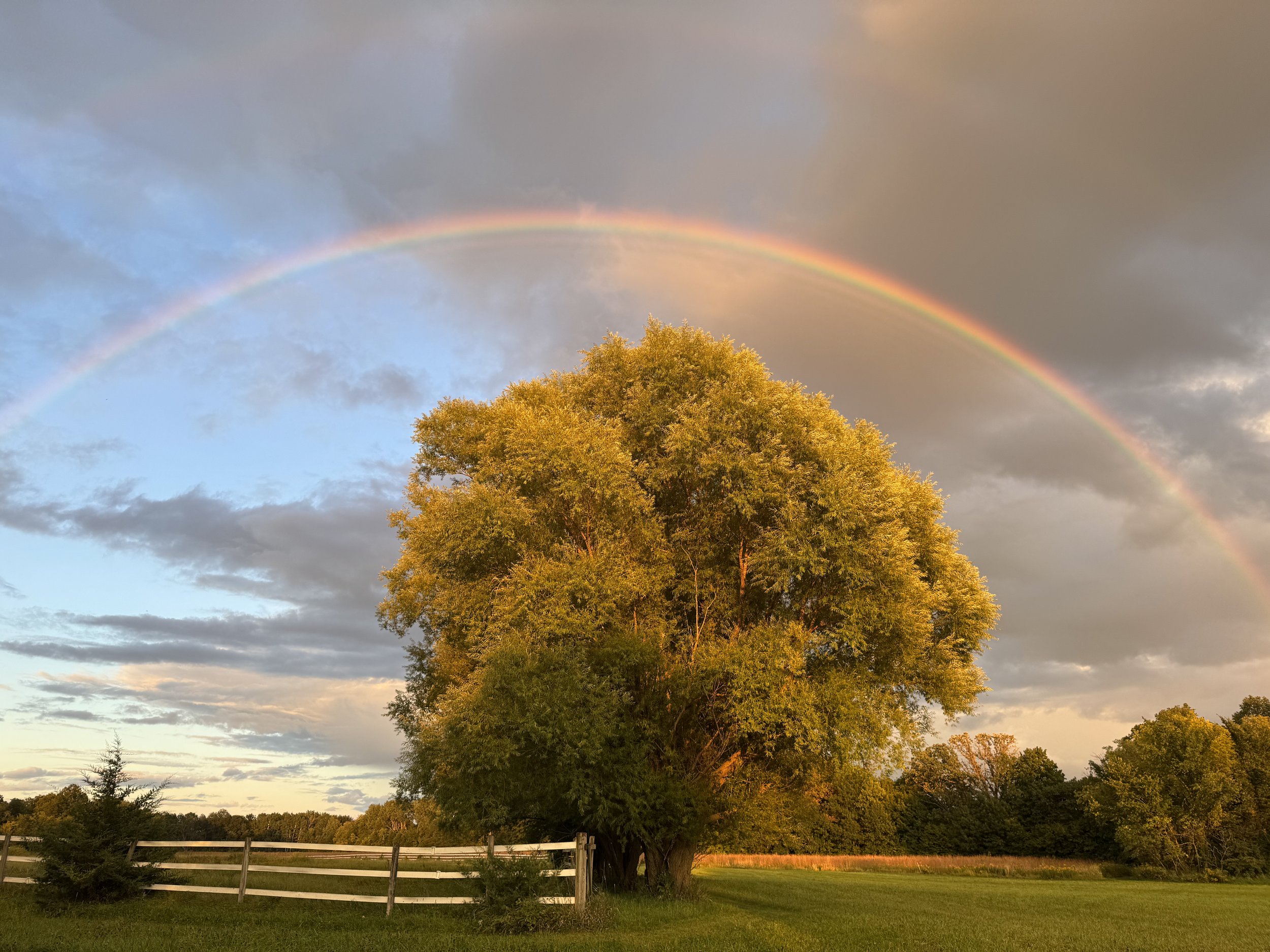 RAINBOW TREE.jpeg