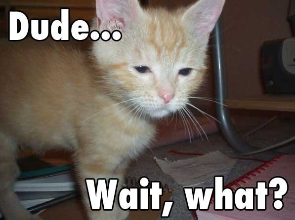 I promise, my only Lolcat-related image ever.