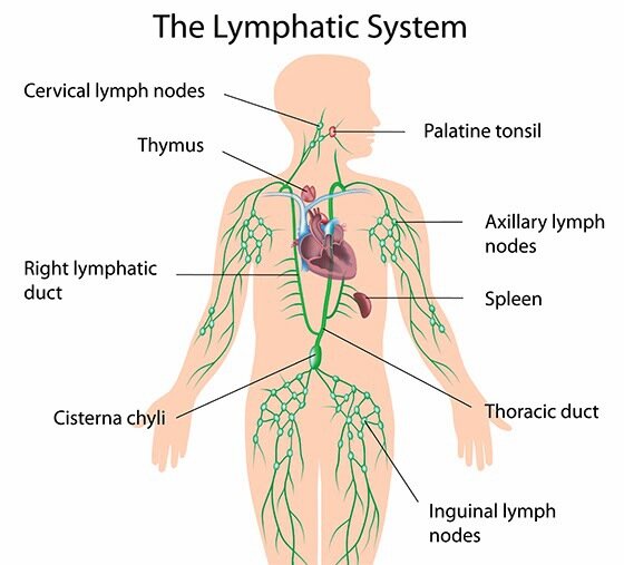 The Buzz on Lymphatic Drainage