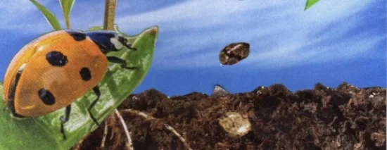 SC25_Ladybug 1st Chakra_Companions.jpg