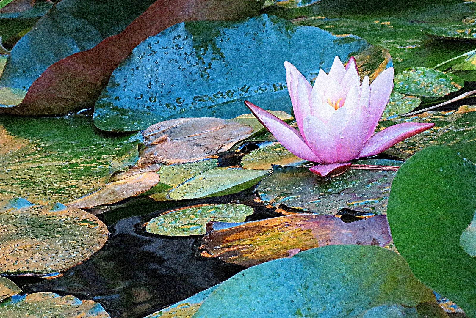 "Lily in Evening Light"