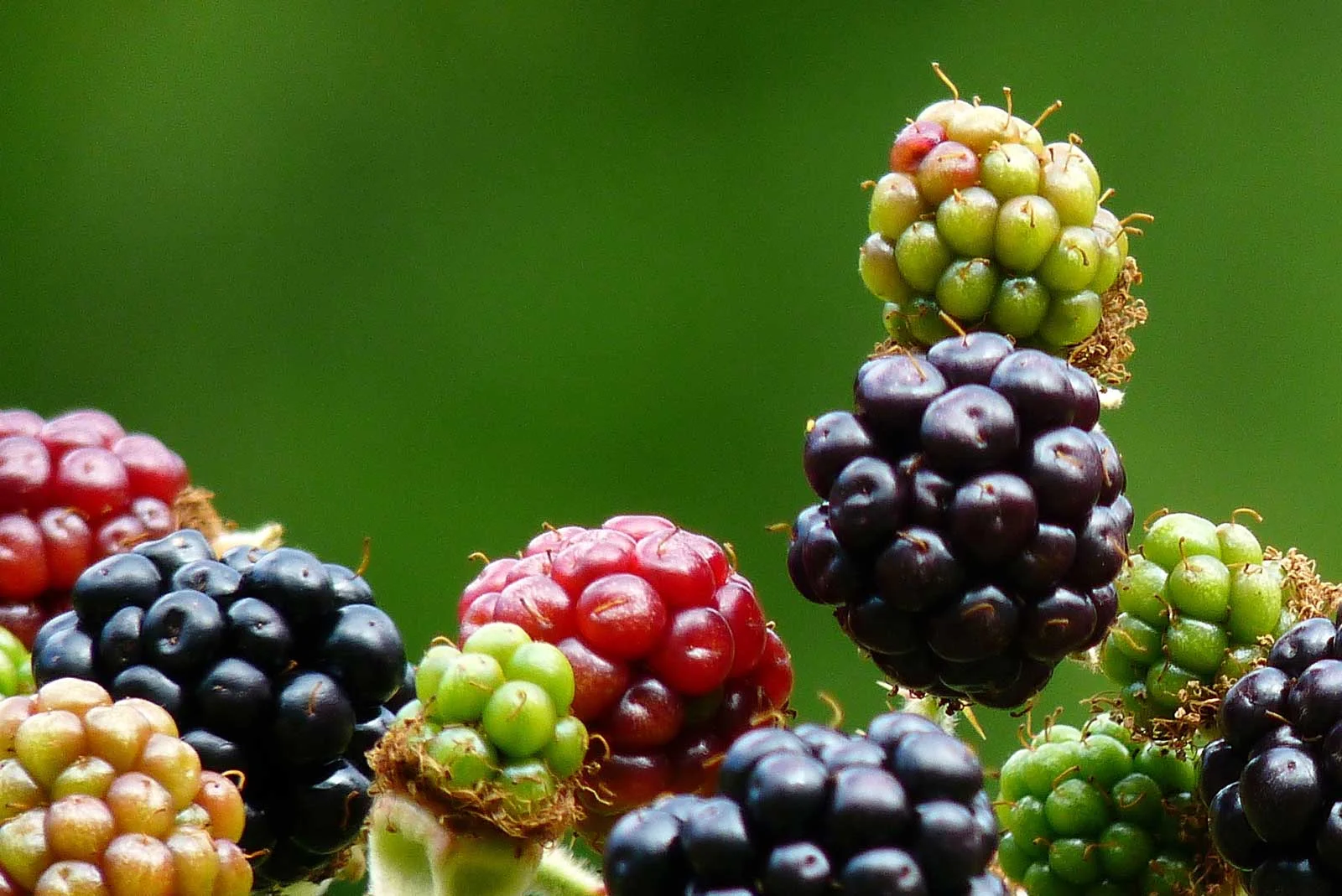 "Ripening Blackberries"