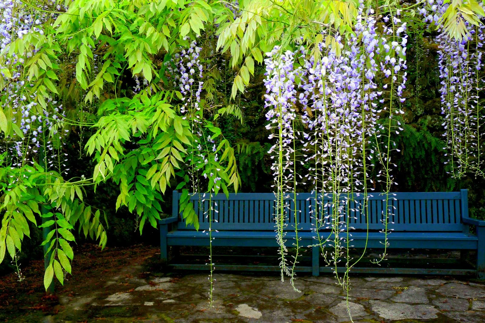 "Wisteria & Bench"