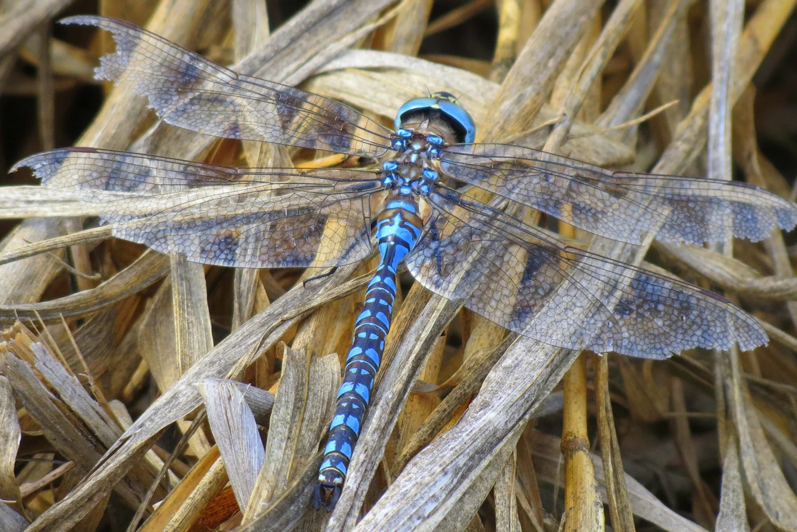 "Blue Dragonfly"  