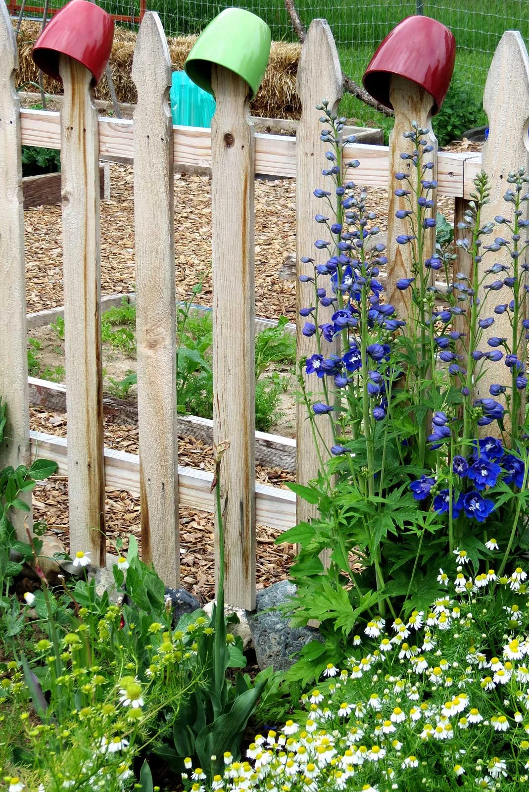 "Delphiniums and Fence"