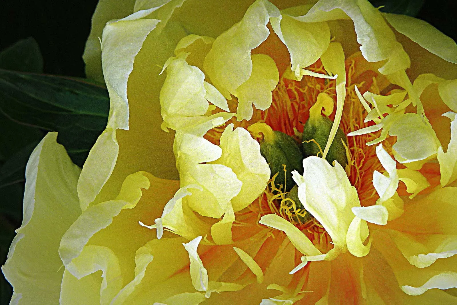 "Peony Wonder"