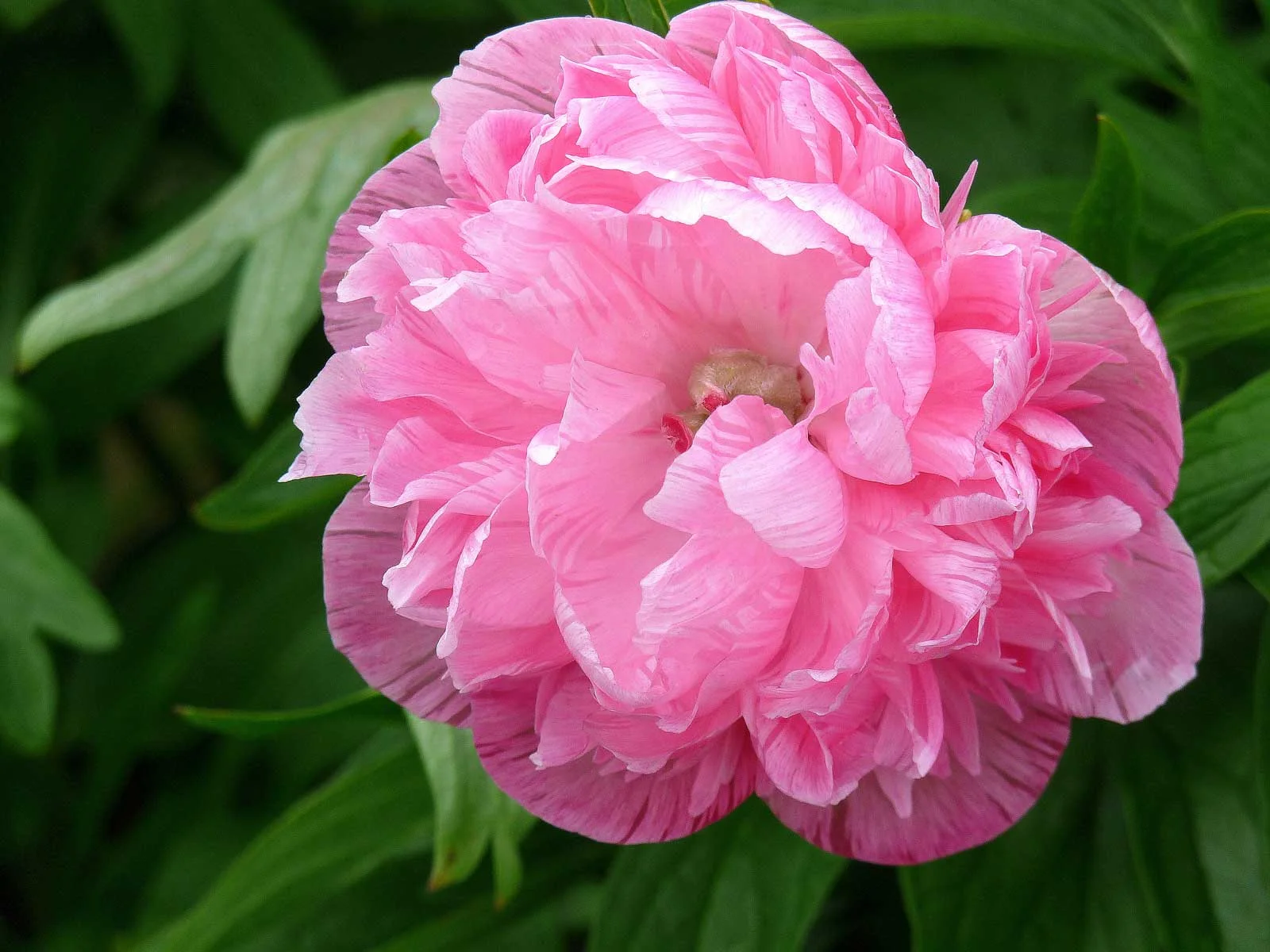 Peony-4