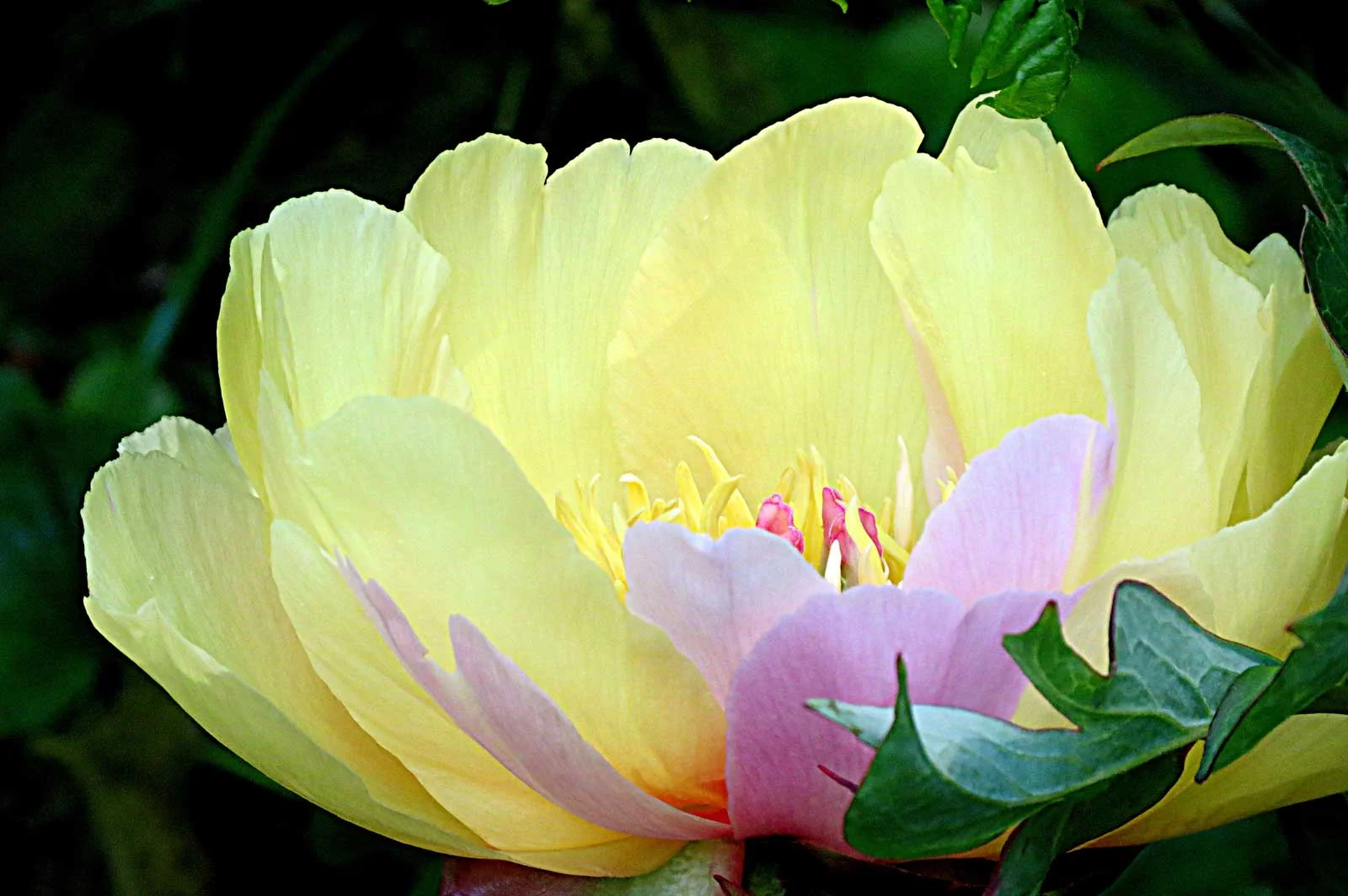 Peony-6