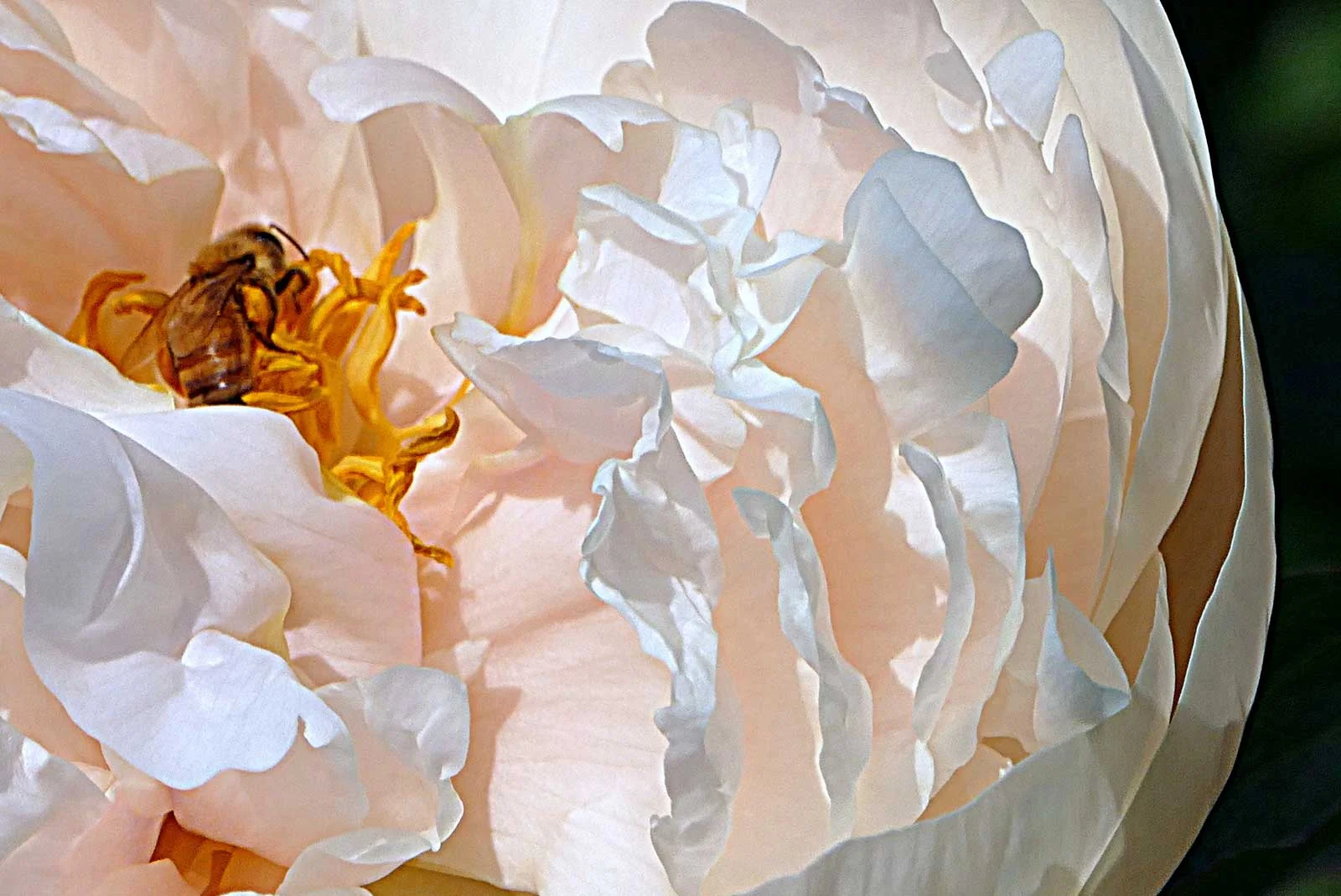 Peony-11
