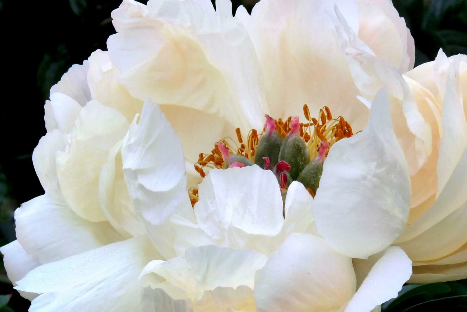 Peony-14