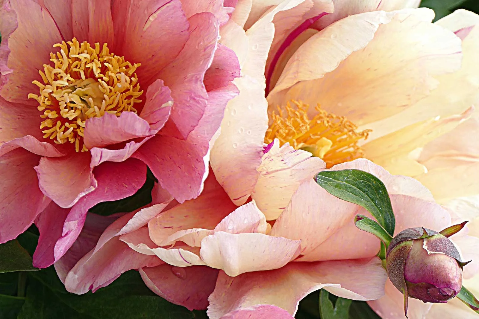 Peony-16