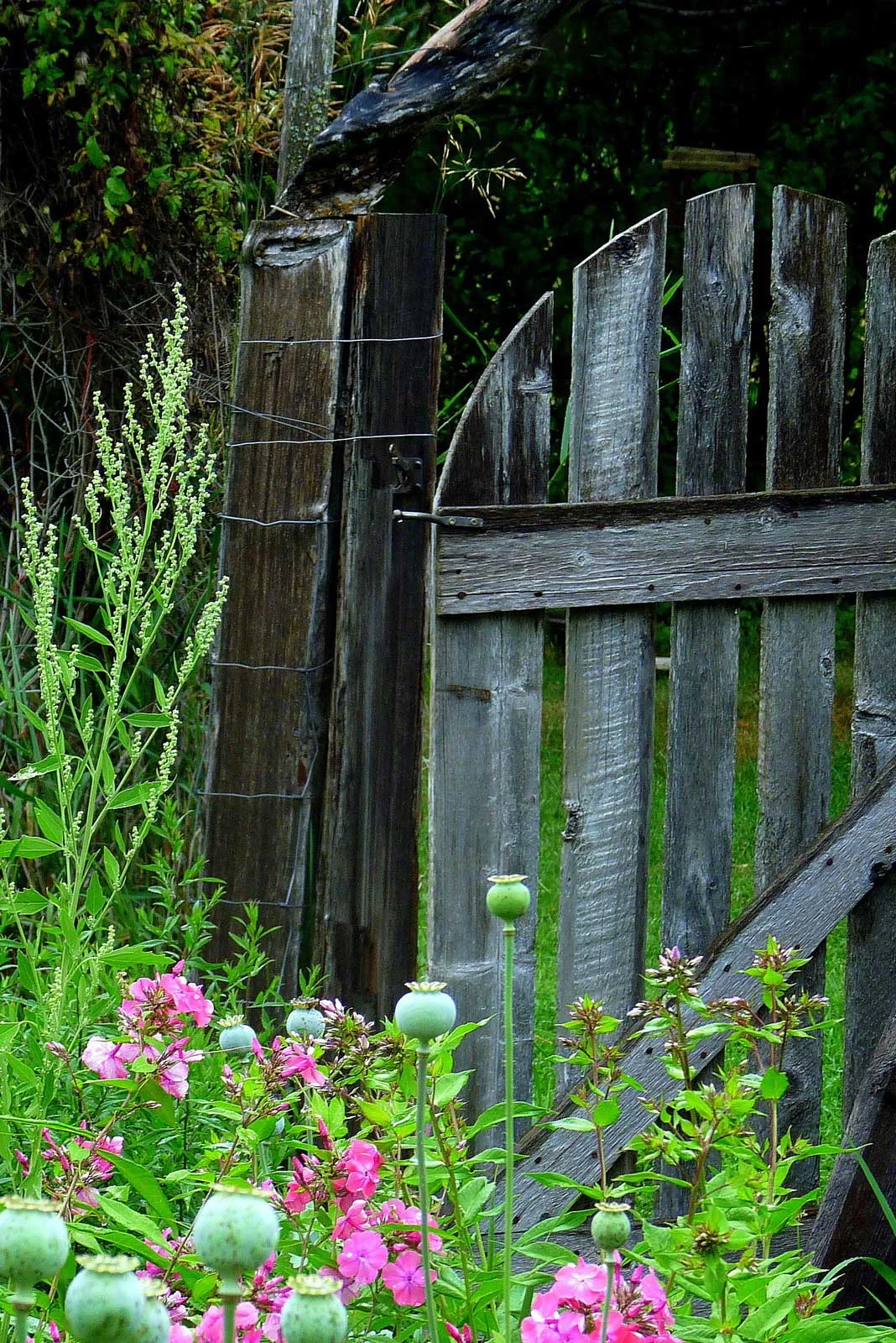 "Kate's Garden Gate"