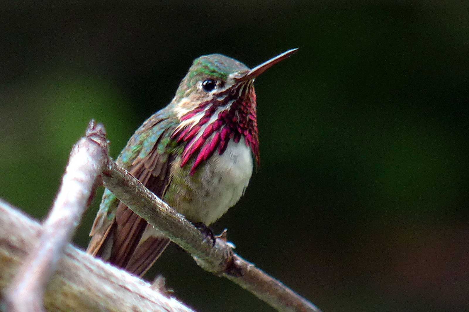 "Calliope Hummingbird"