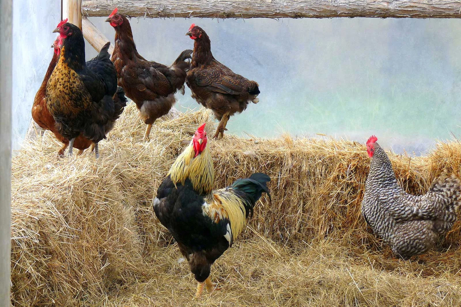 "Just Us Chickens"