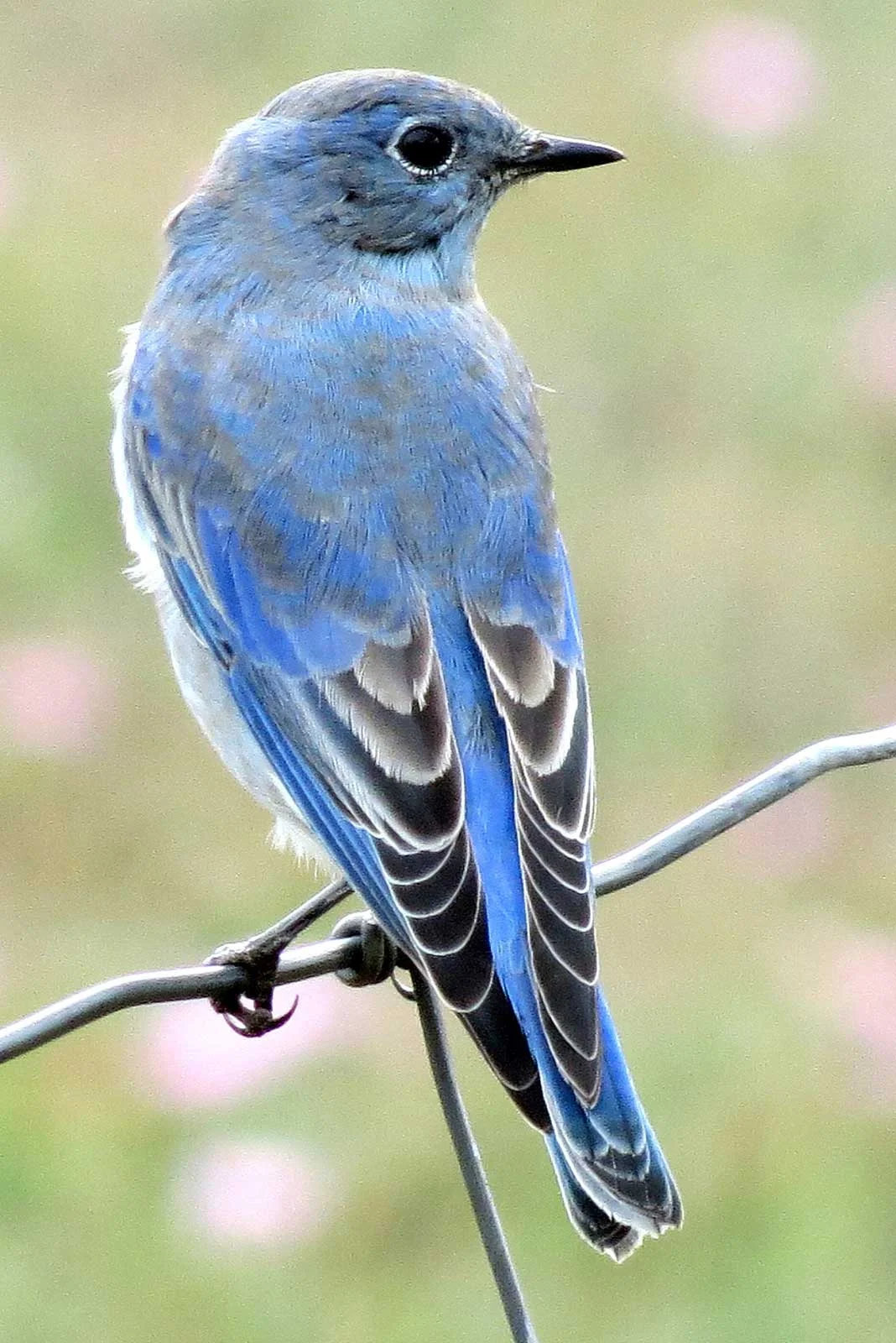 "Mountain Bluebird"