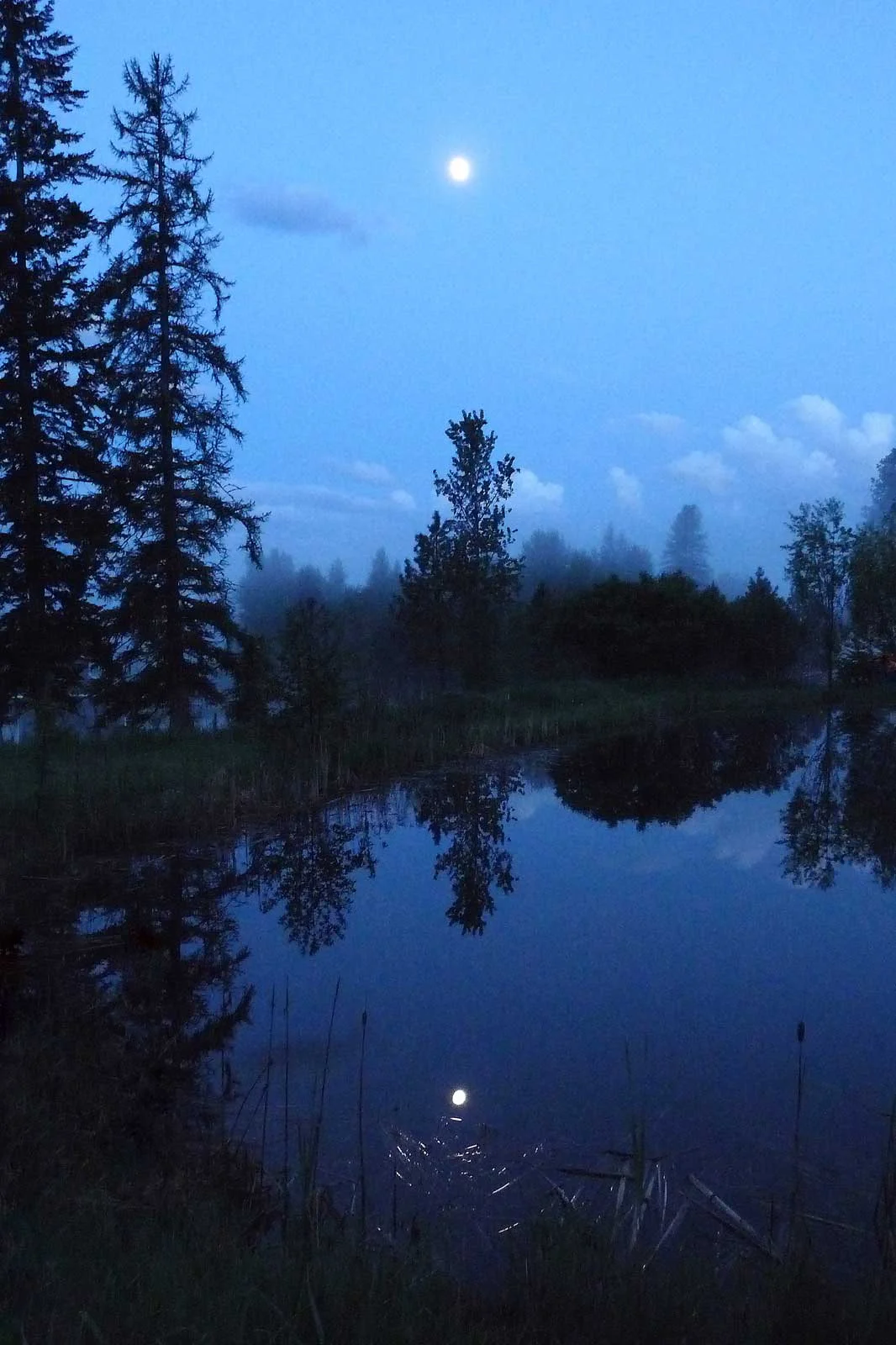 "Moonlit Pond"