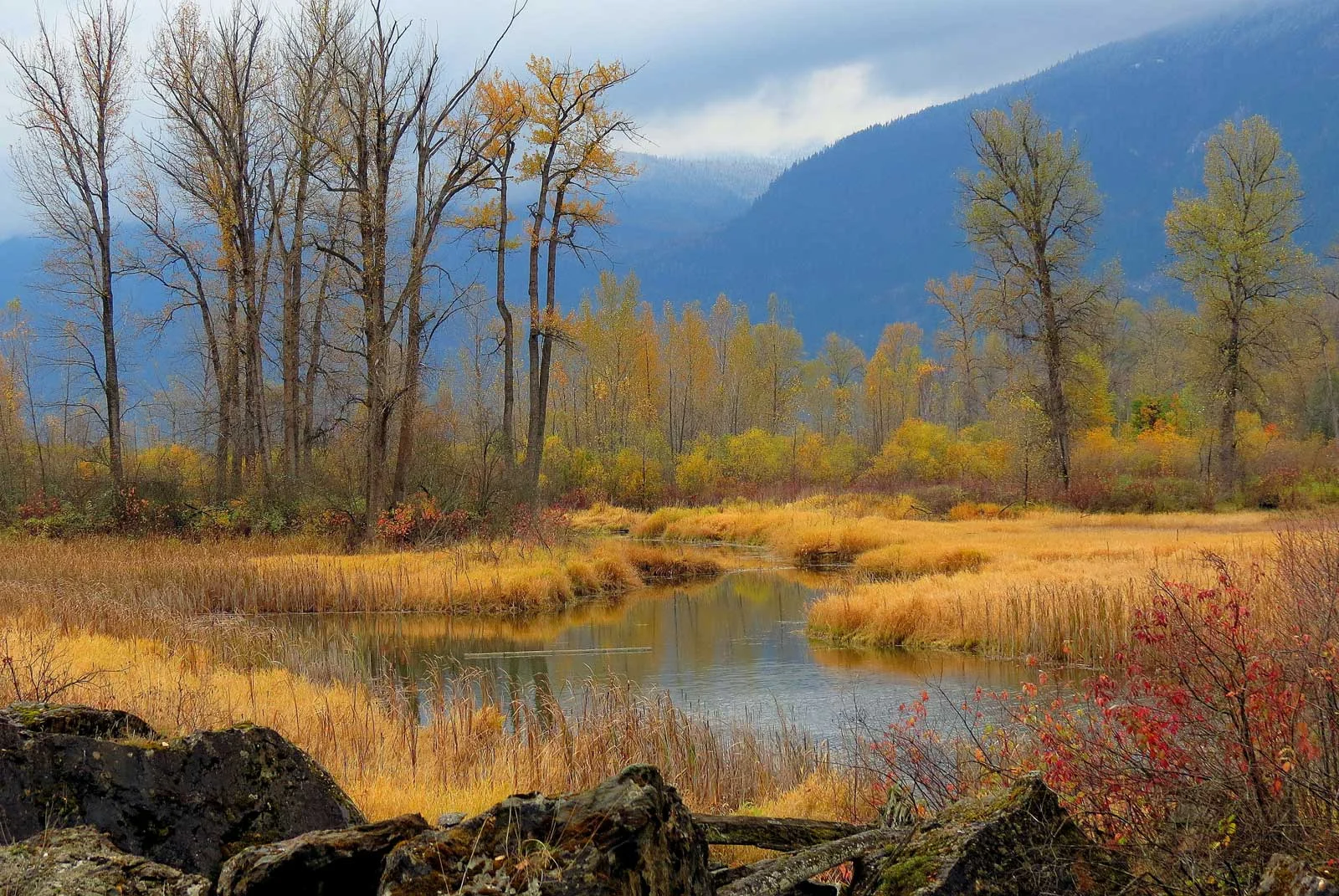 "Nature's Velvet Touch"
