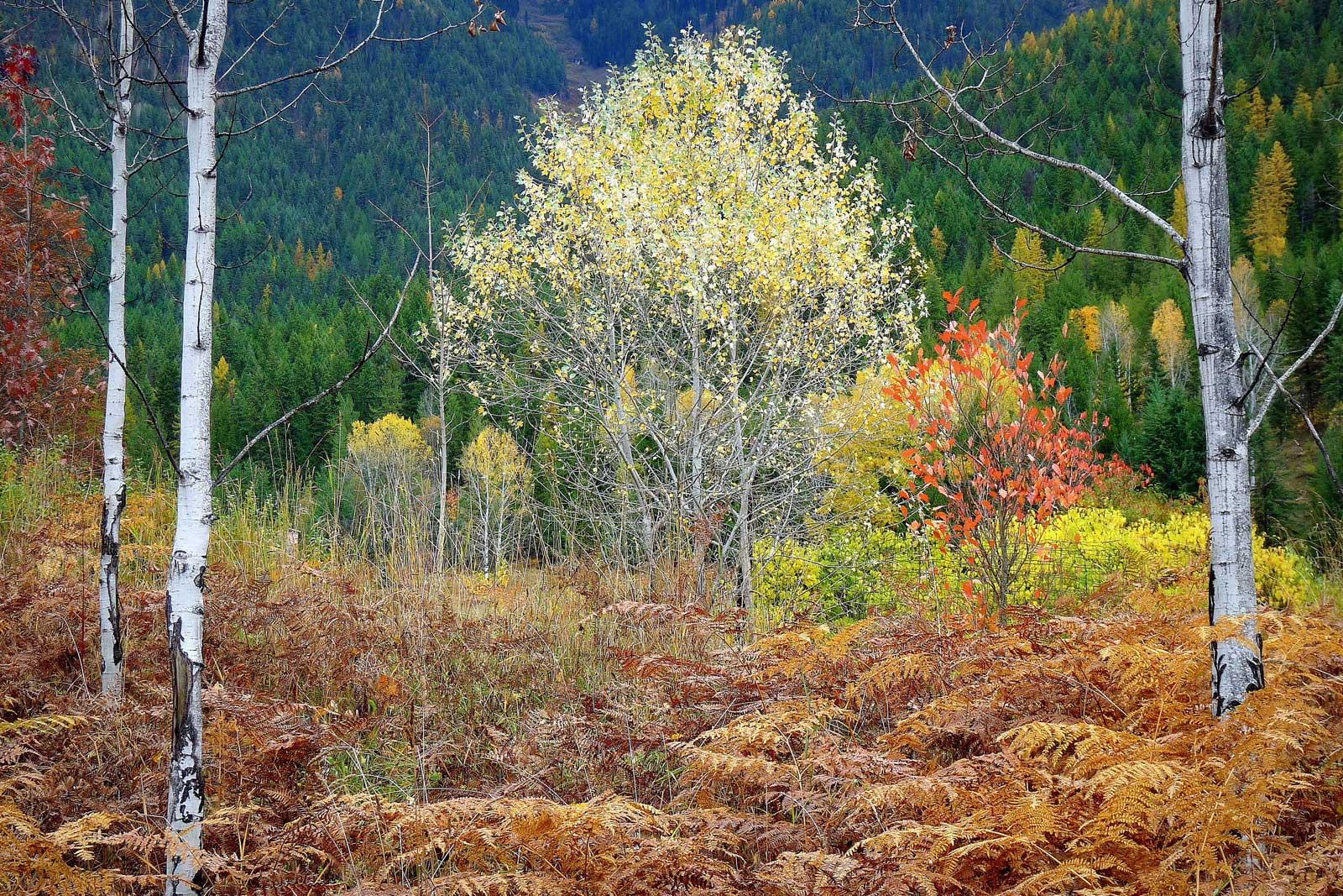 "Shimmering October"