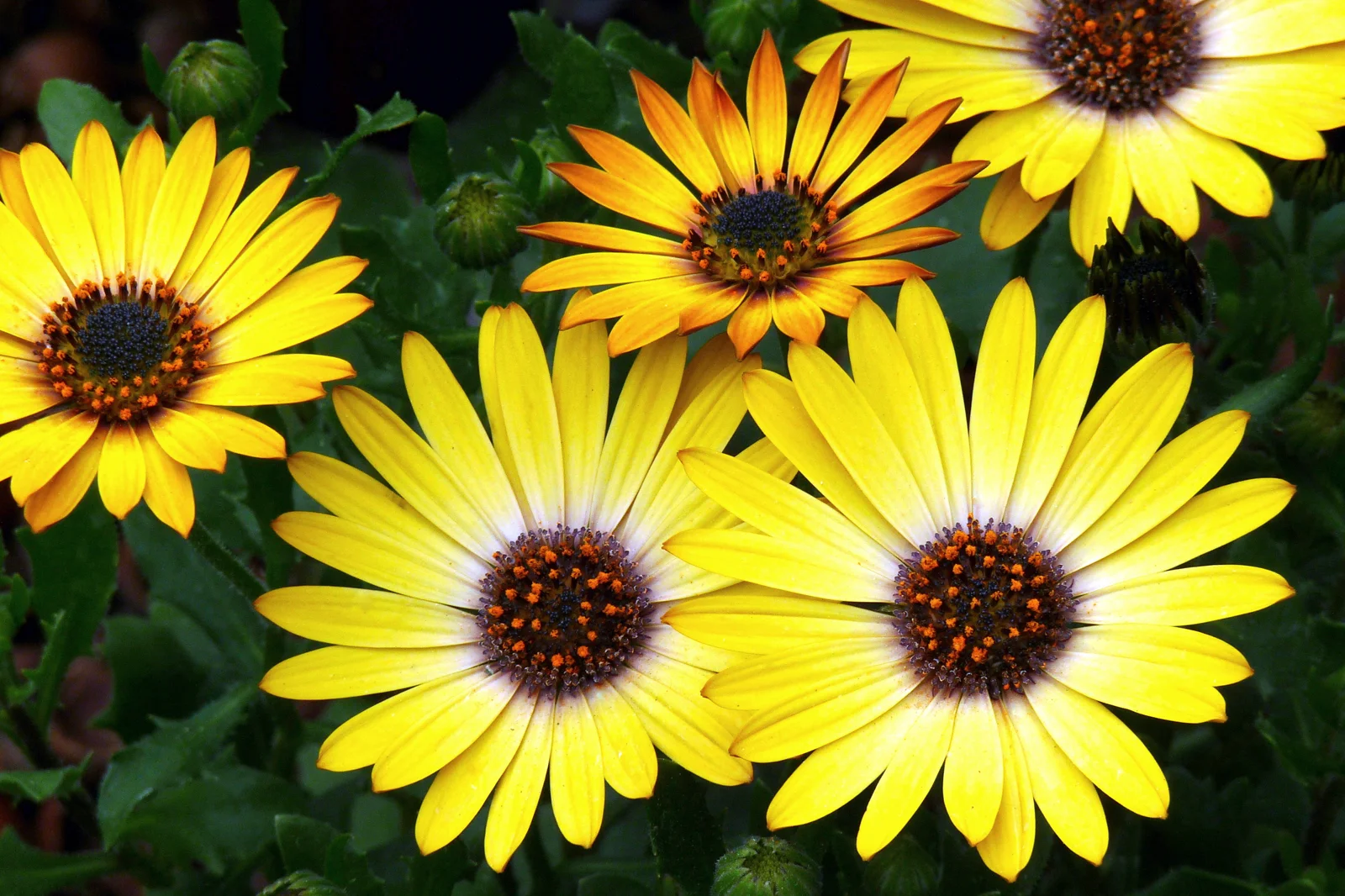 "African Daisies"
