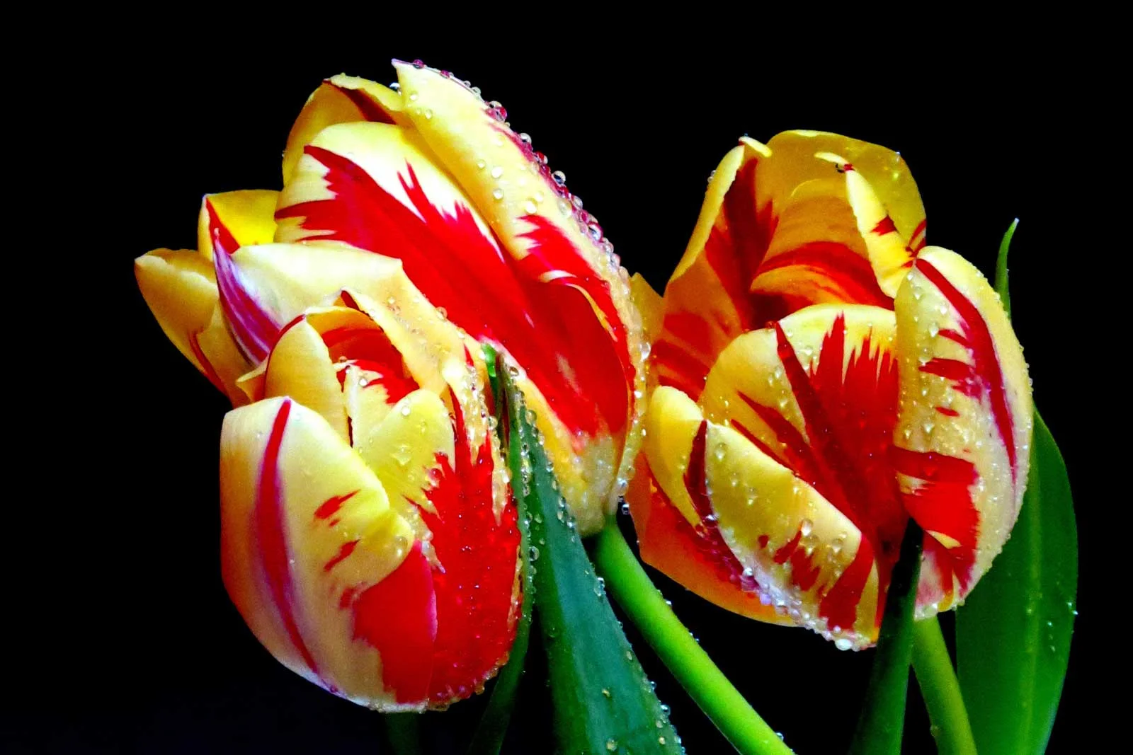 "Audacious Tulips"