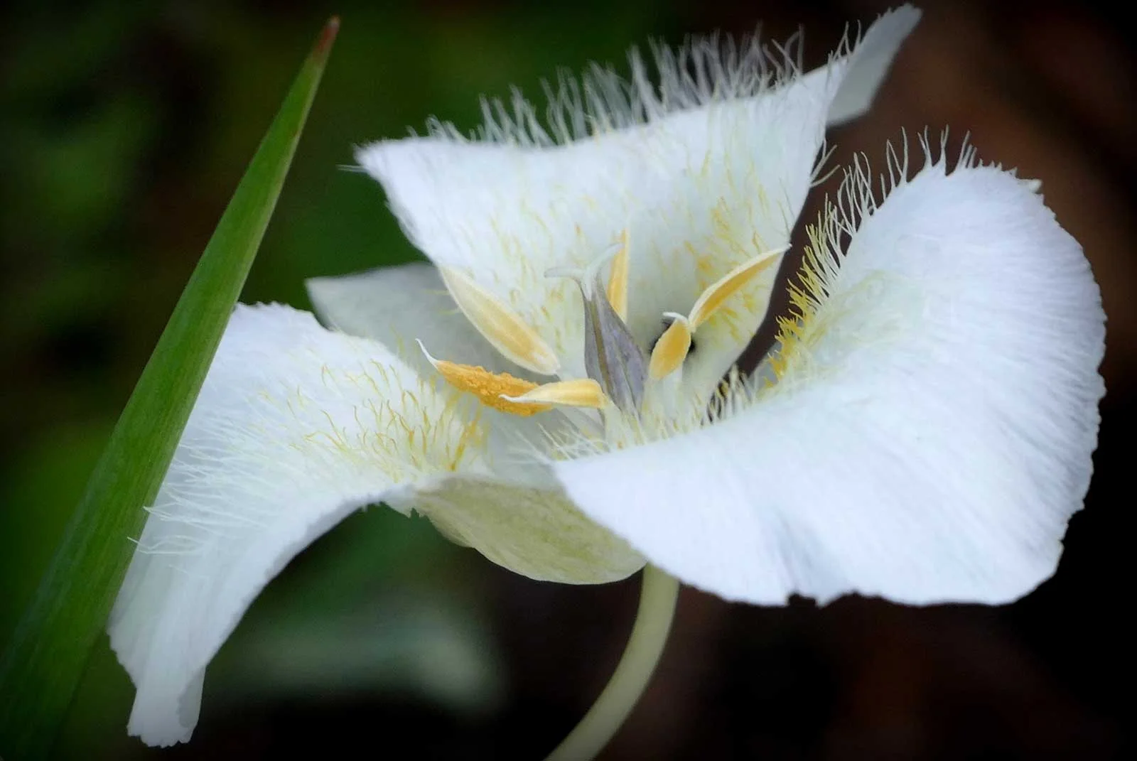 "Sego Lily"
