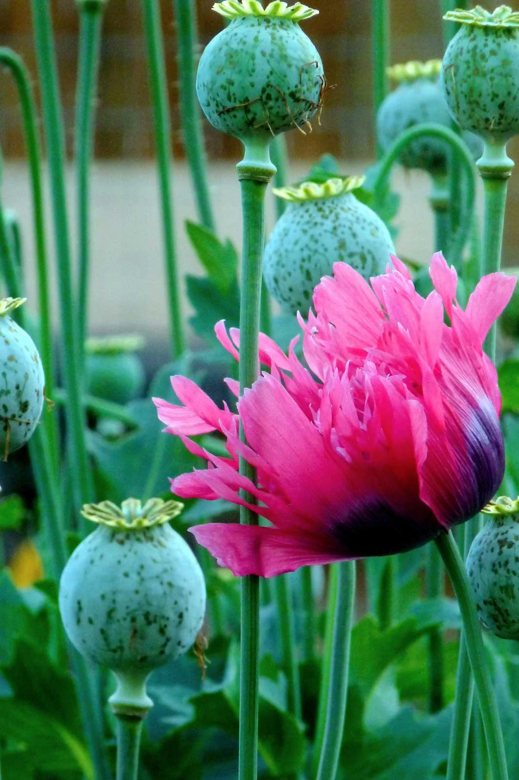 "Frilly Poppy"