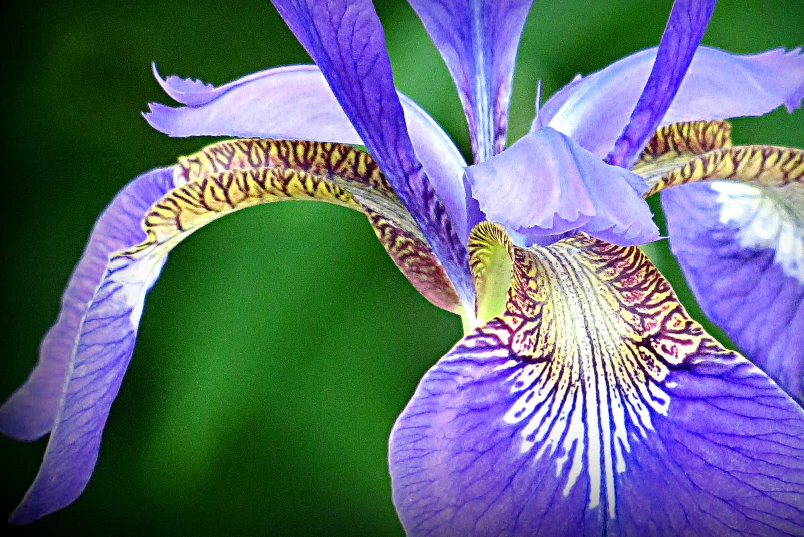 "Iris Fantasy"