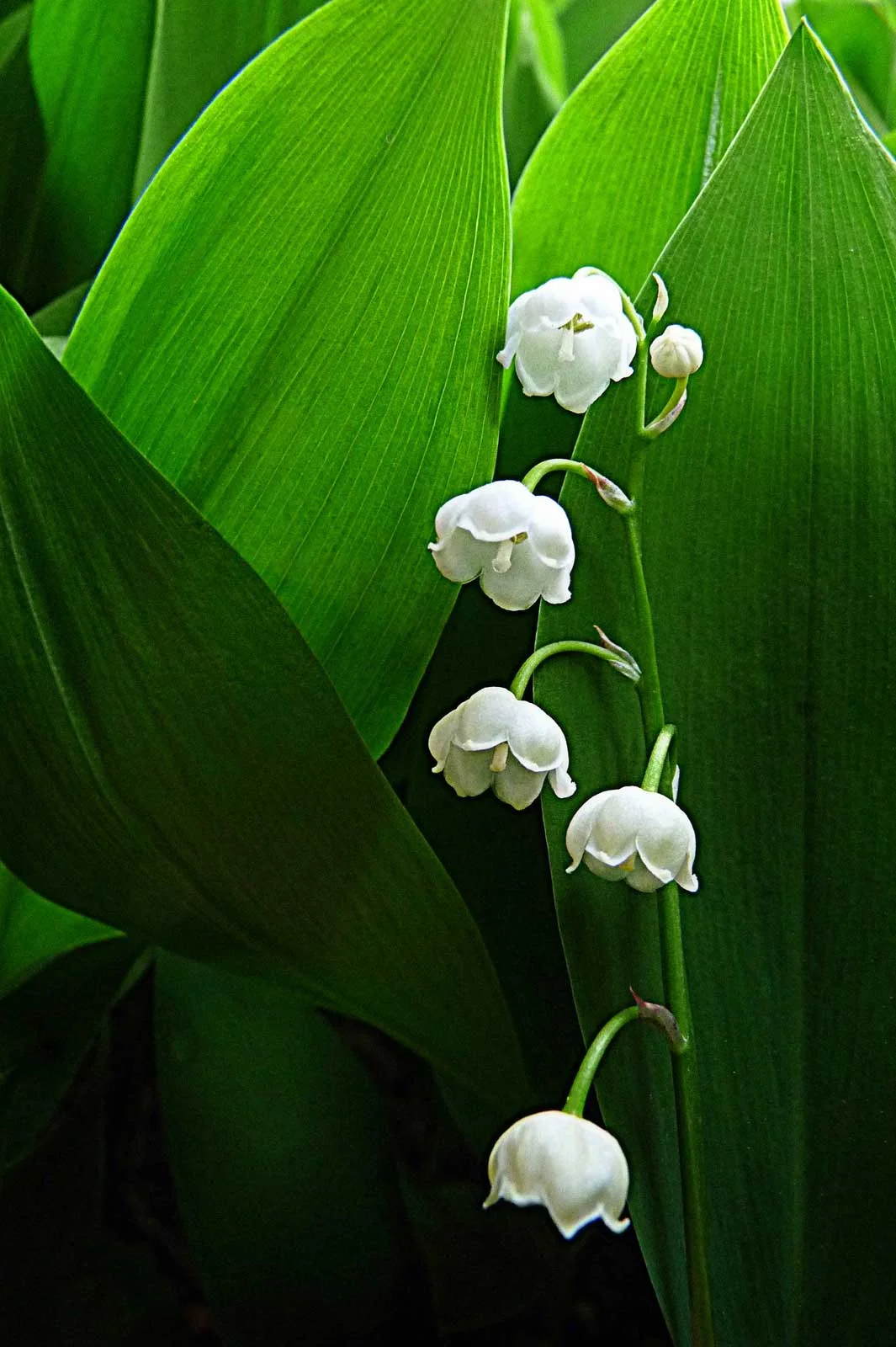 "Lily of the Valley"