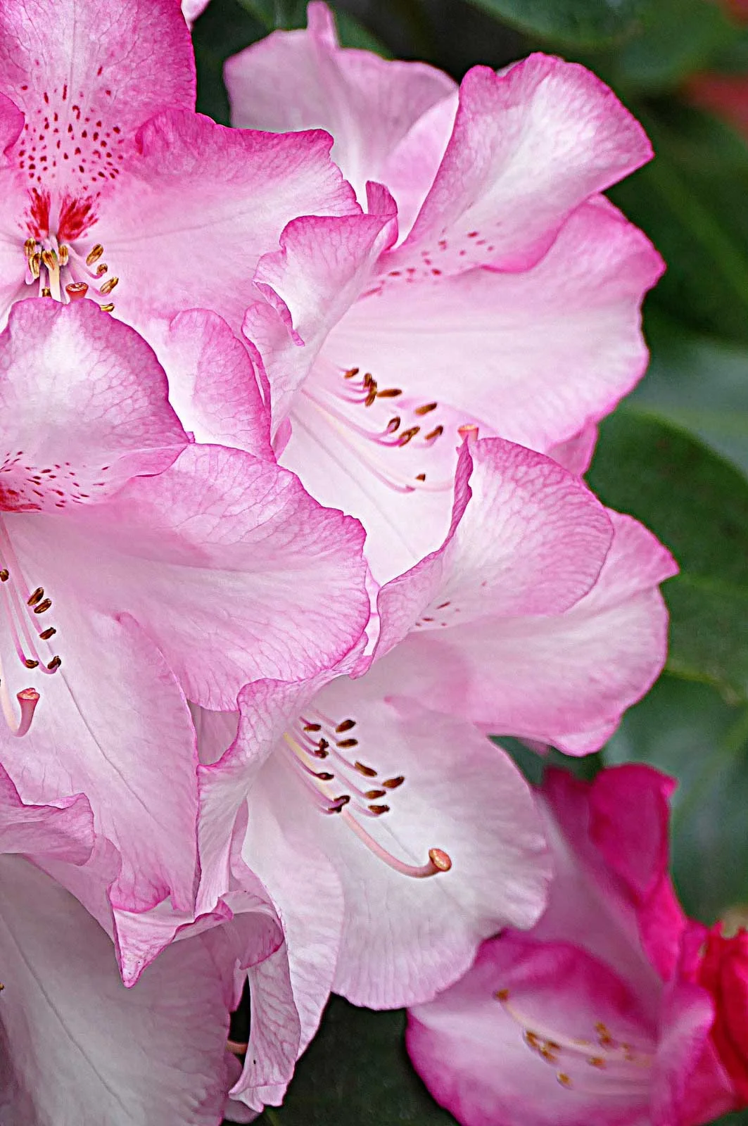 "Pink Rhododendrun"