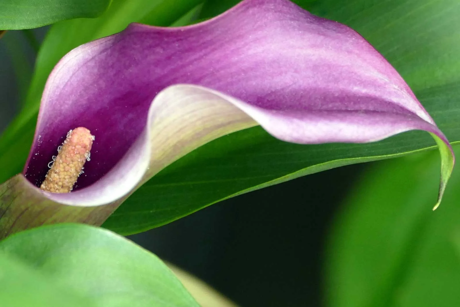 "Purple Calla Lily"