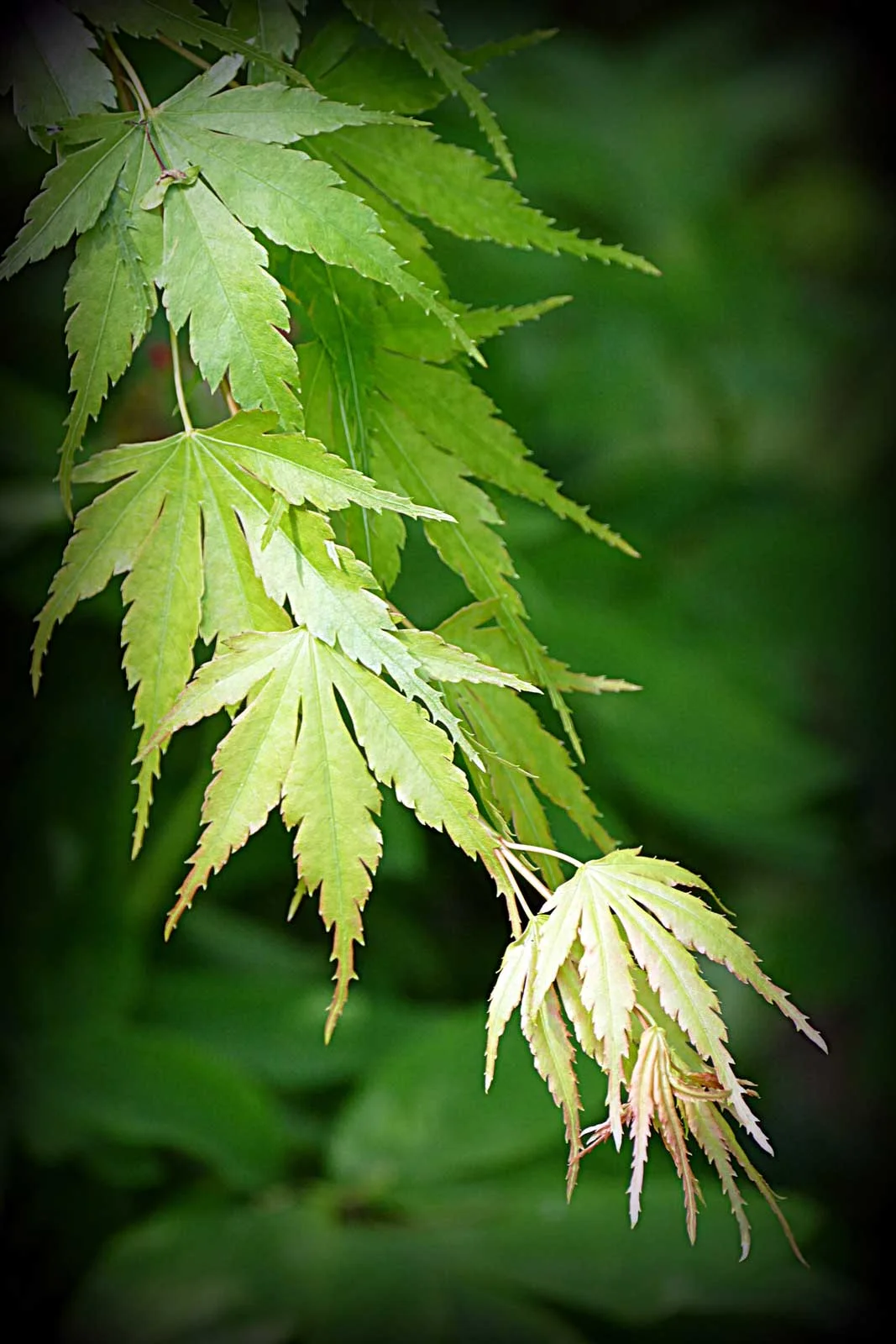 "Japanese Maple"