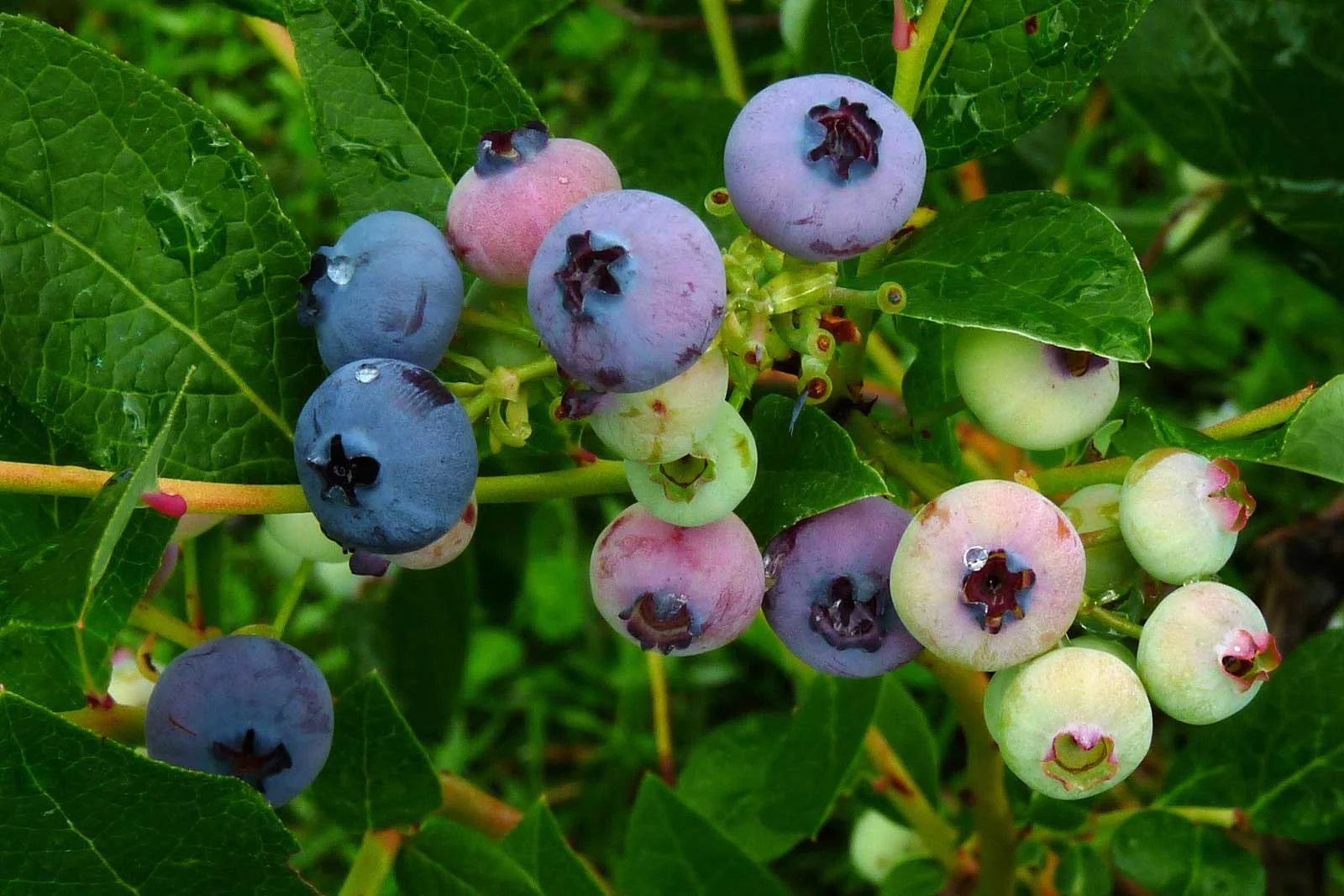 "Ripening Blueberries"