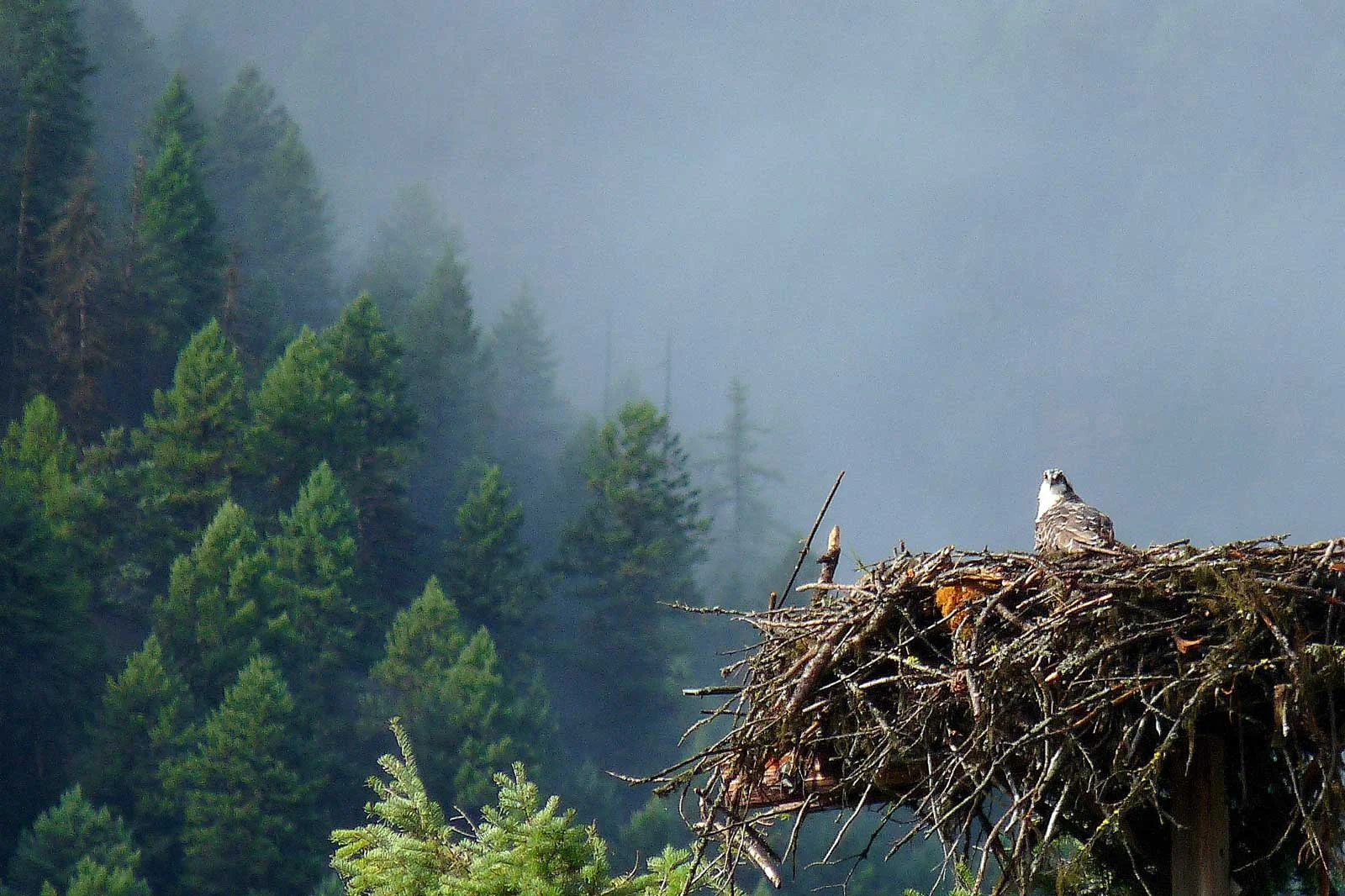 "Osprey's Lofty Perch"