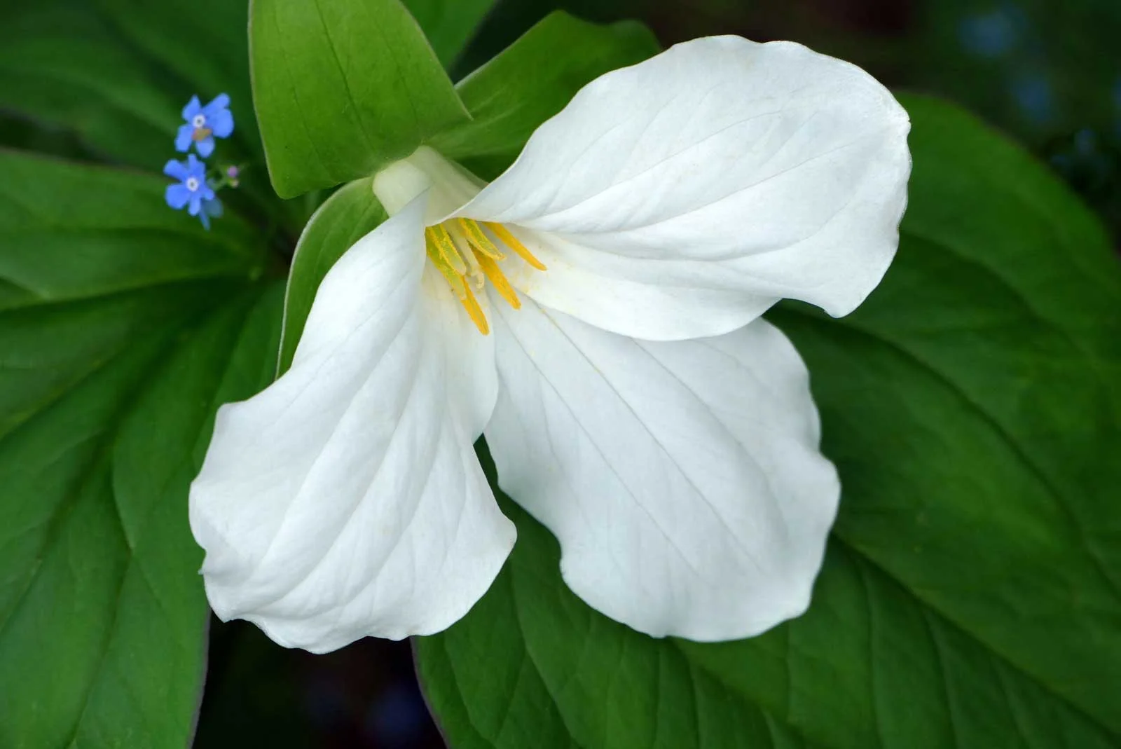 "Trillium with Forget-Me-Nots"