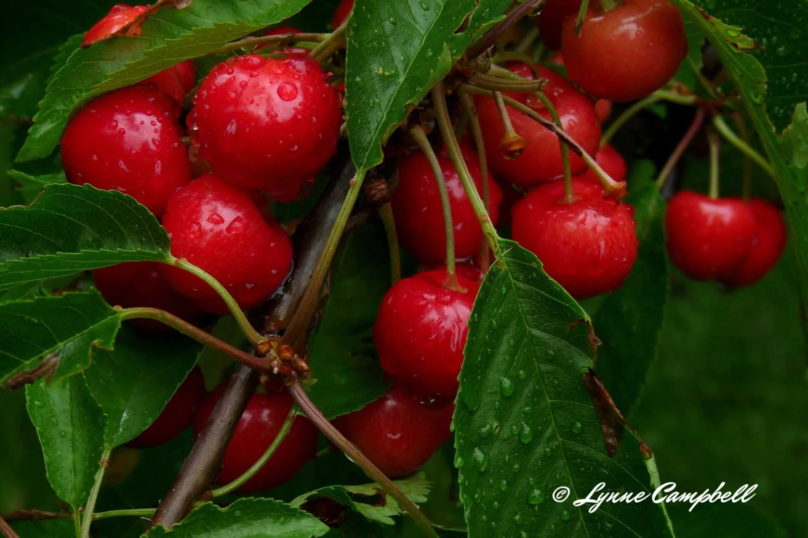 Summer-Cherries-RW.jpg