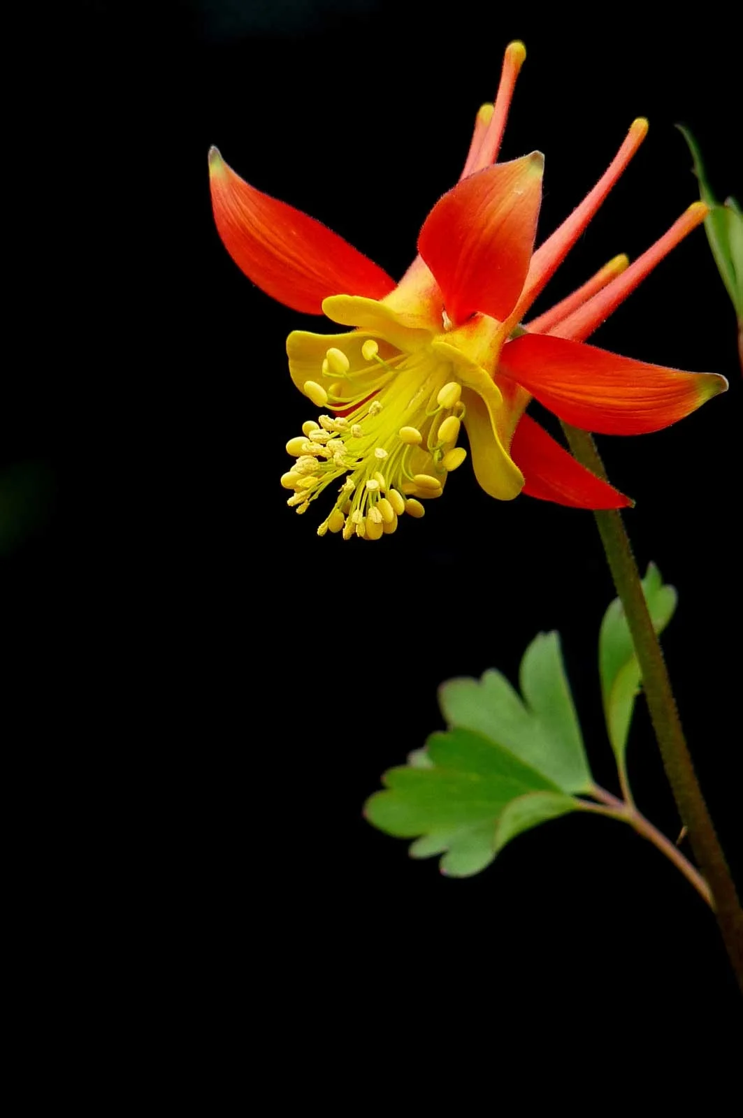 "Portrait of a Columbine"