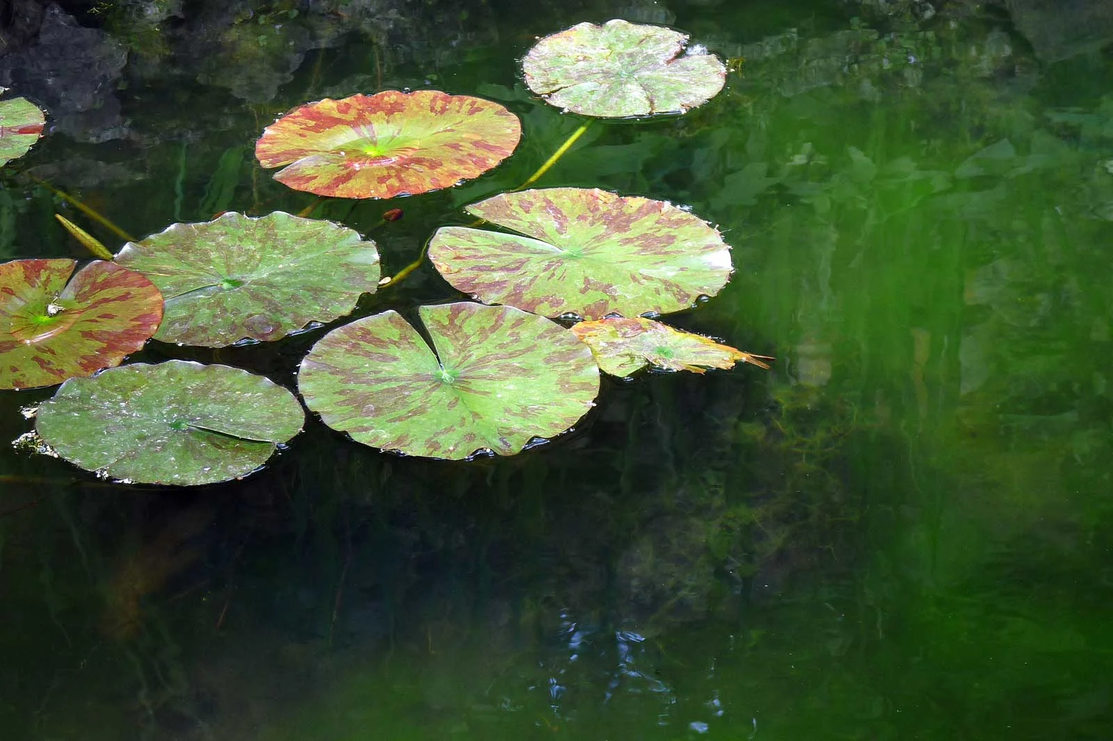 "Lily Pads Make a Painting"
