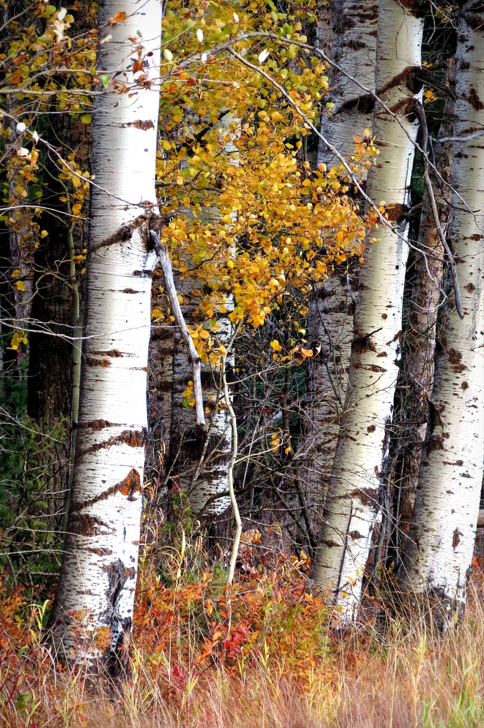 "October Birch"