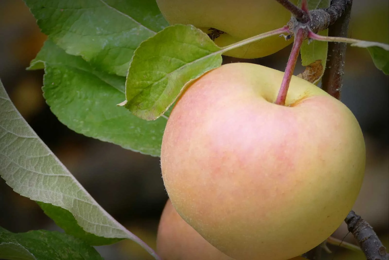 "Fruit of the Season"