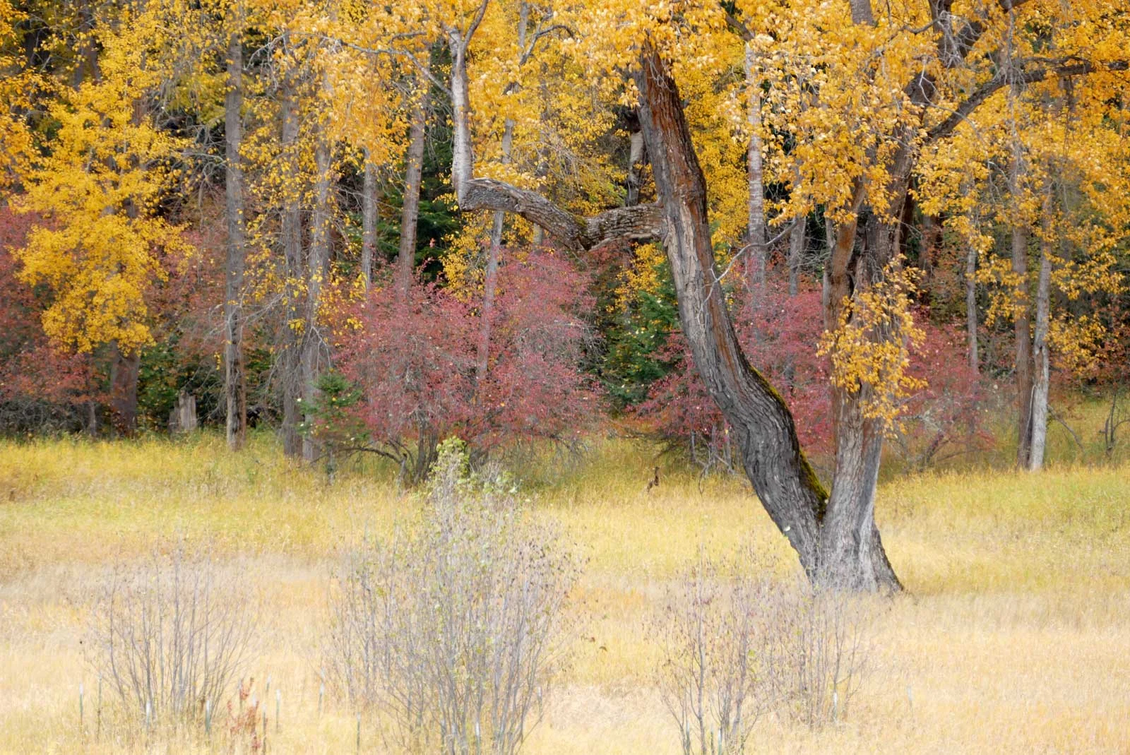 "Refuge Leaning Tree"