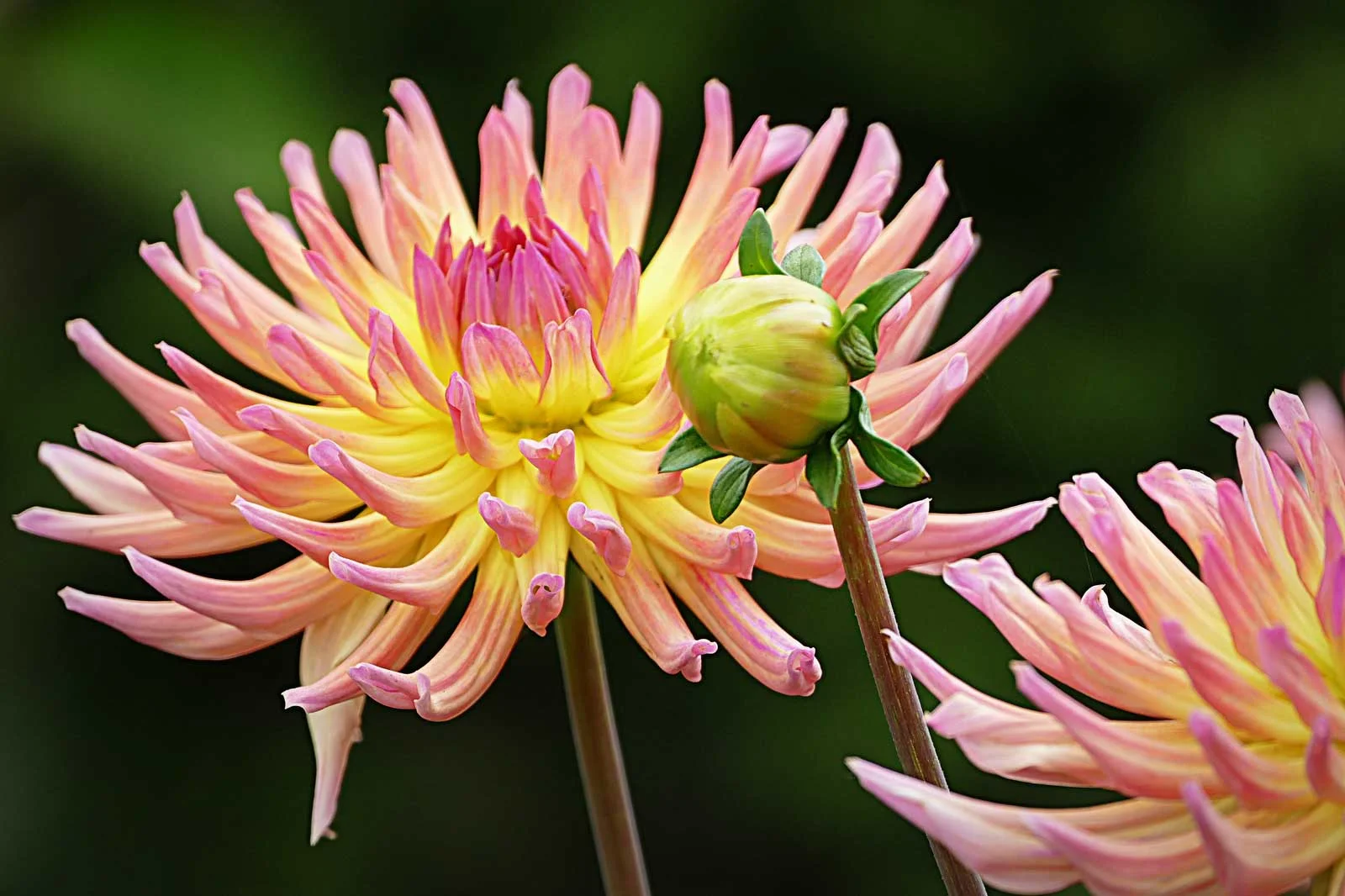 "Cheery Dahlia"