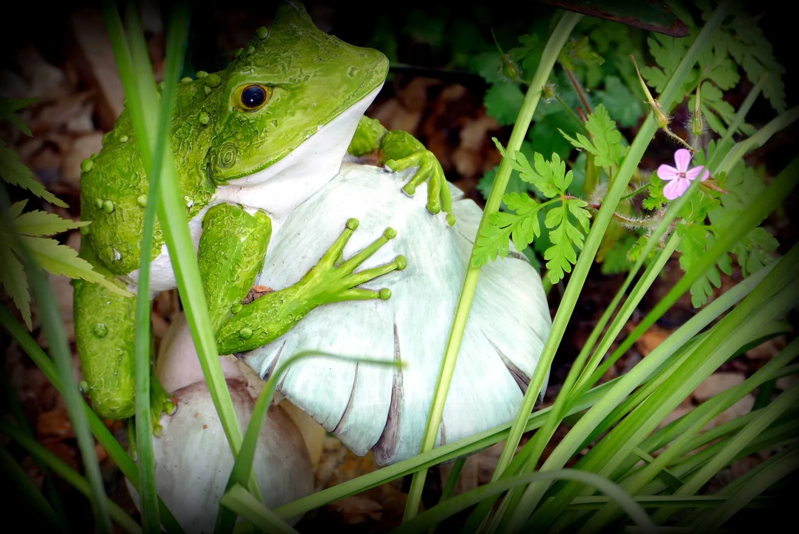 "Garden Frog"