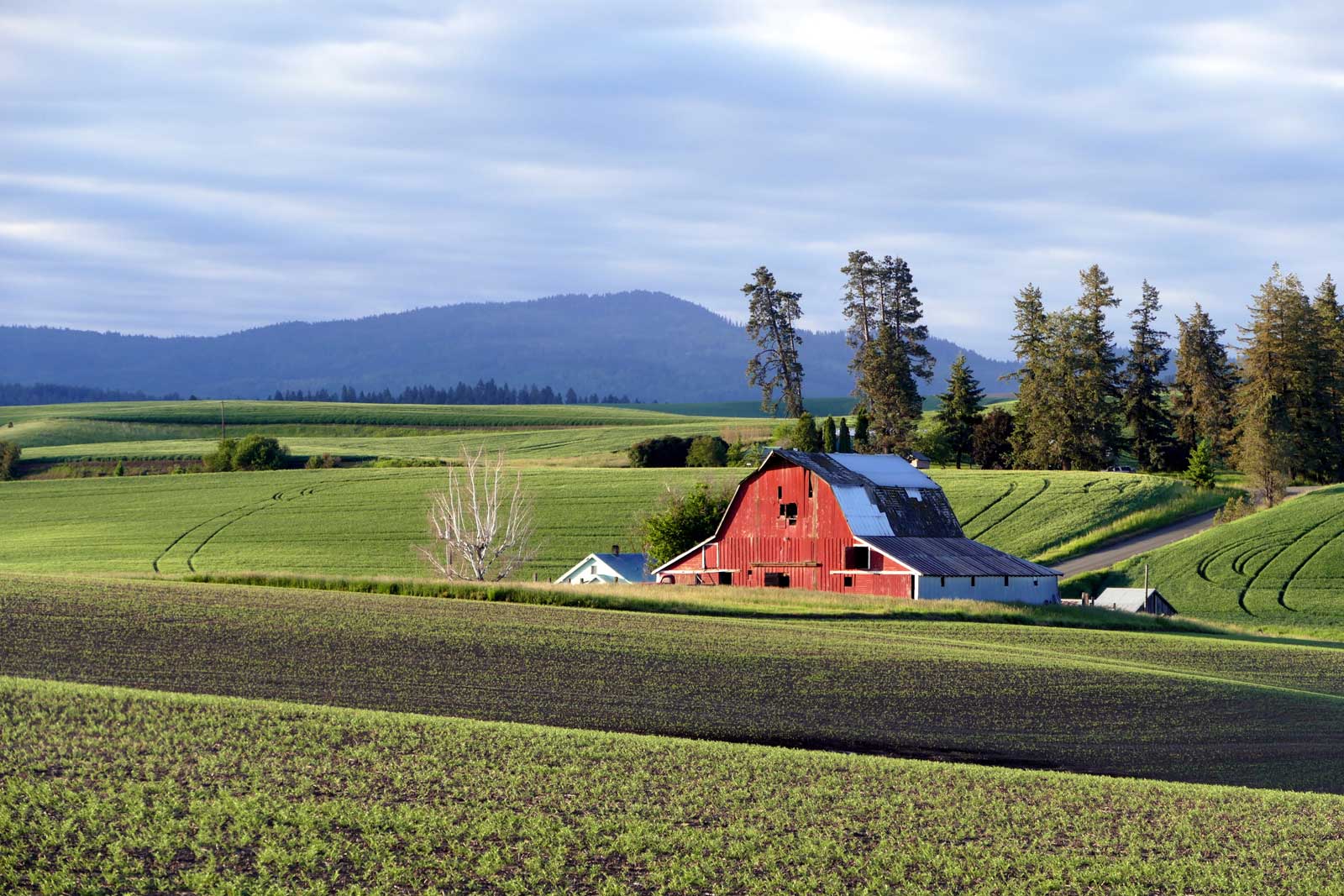 "Palouse Barn"