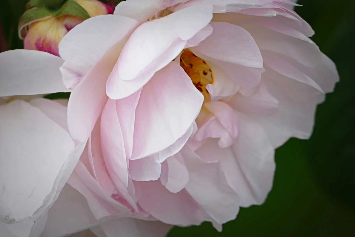 Rose-9